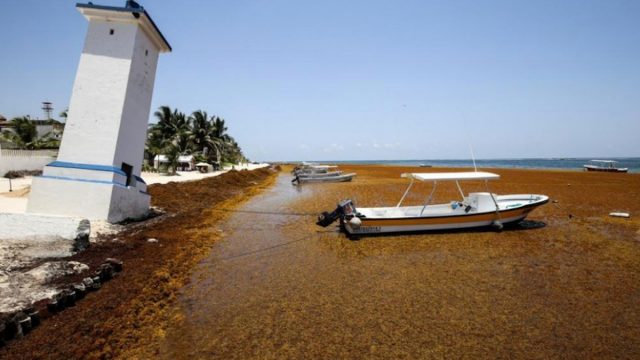 Sargazo puerto morelos