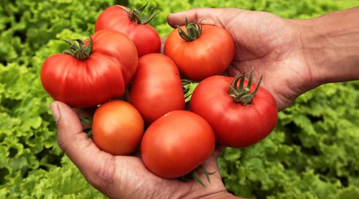 ¿Qué implicaciones tiene el acuerdo de tomateros mexicanos con el gobierno de Trump?