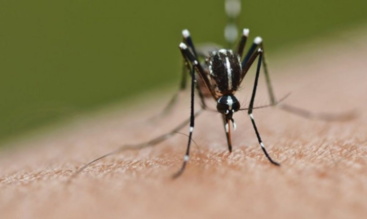 Denuncian aumento de casos de dengue porque gobierno retrasó compra de insecticidas