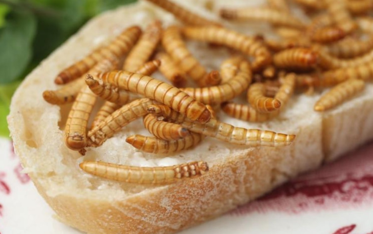 Insectos serán el sushi del 2029 por la baja producción agrícola