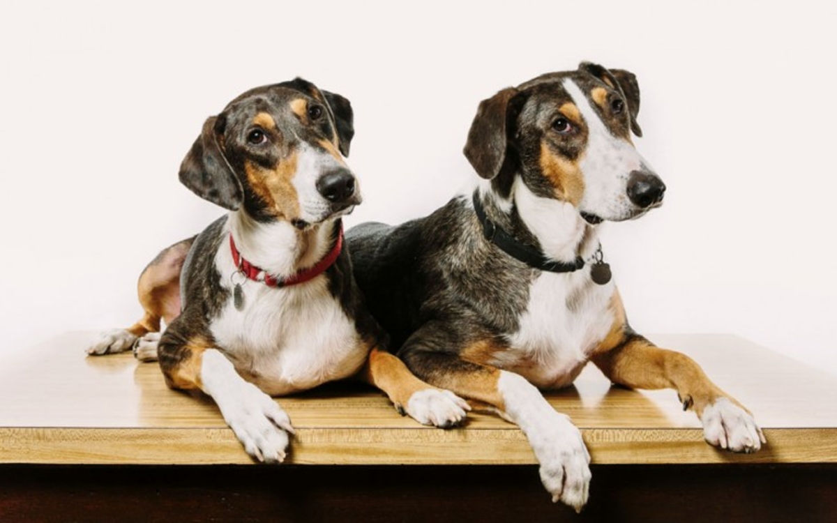 Ya es posible clonar a una mascota y este es lo que cuesta