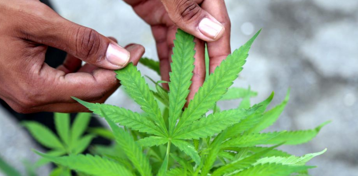 Se prevén ingresos por 18 mil mdp de la marihuana legal