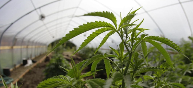 Marihuana