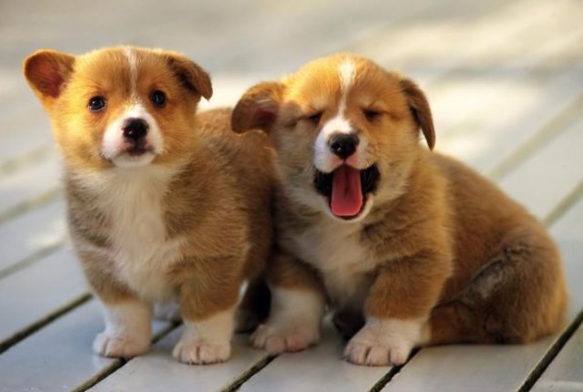 Mascotas clonadas en China