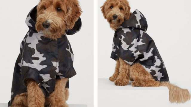 Ropa para perros