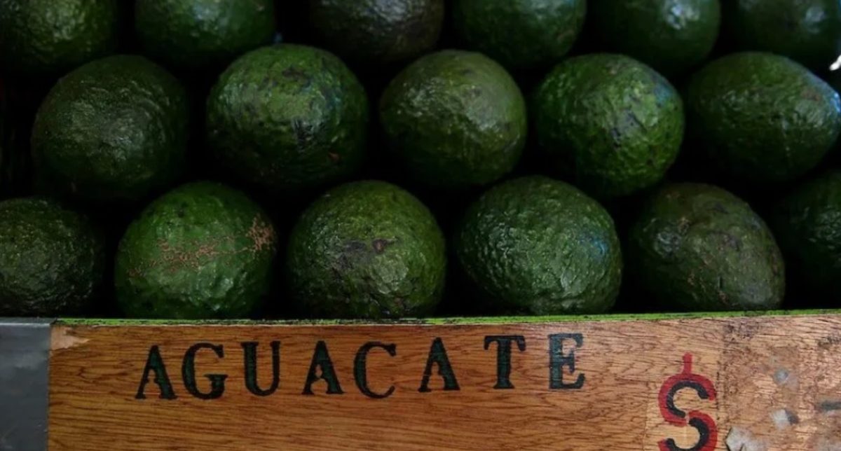 Aguacate deja más dinero a México que los hidrocarburos, pero atrae a cárteles