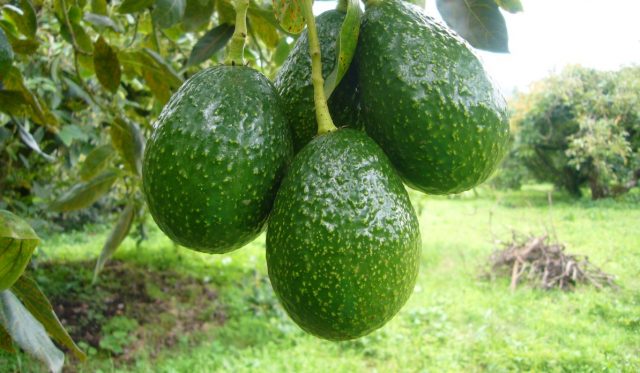  Imagen: Cosecha de aguacates en México, 23 de octubre de 2019 (Imagen: Especial)
