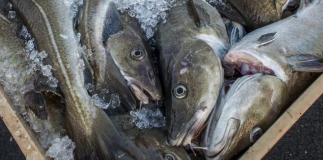 Imagen: Pescados preparados para ser congelados, 22 de octubre de 2019 (Imagen: Especial)