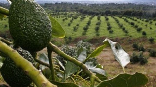 Imagen: Cultivo de aguacate en Michoacán, México, 23 de octubre de 2019 (Imagen: Especial)