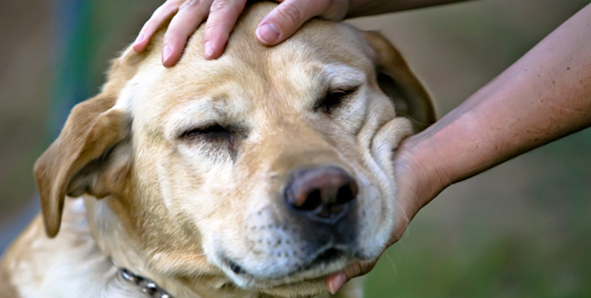 ¿Quieres tener una vida larga? Invertir en un perro tal vez sea una buena idea