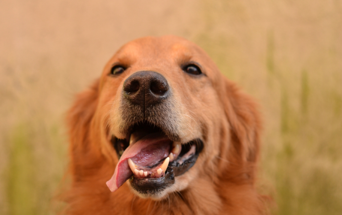 Agencia ofrece 780 mil pesos por cuidar dos Golden Retrievers