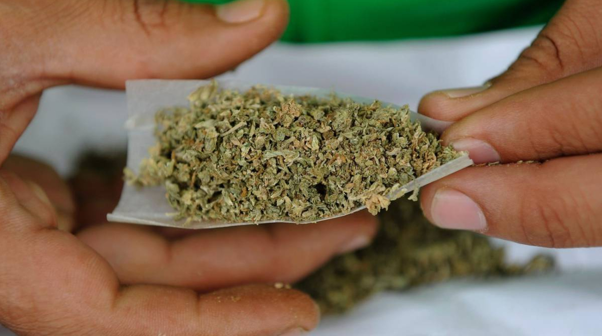 Empresa ofrece 57 mil pesos mensuales por ser catador de marihuana