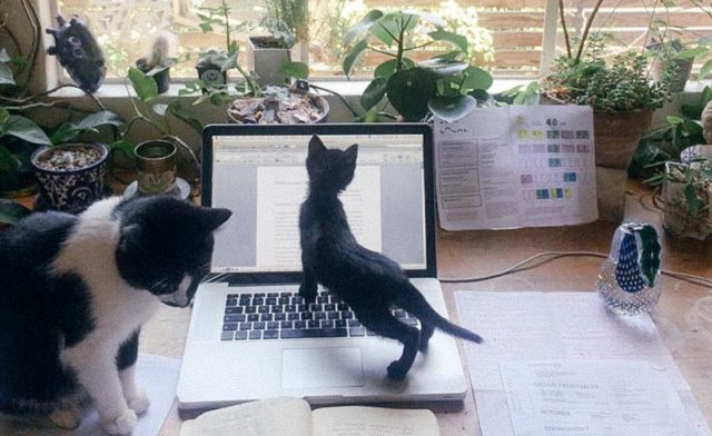  Imagen: Mascotas en un departamento, 4 de noviembre, (Imagen: Especial)