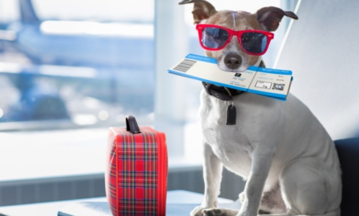 Así puedes agilizar el viaje de tu perro en avión
