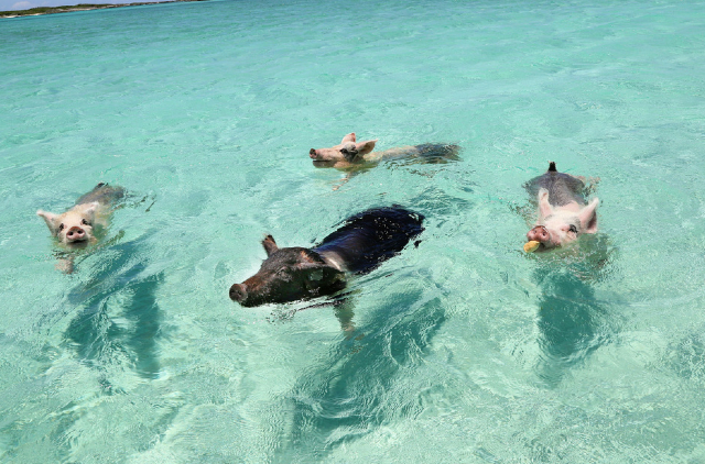 15 de enero 2020, Las Bahamas, Playa, Mar, Cerdos, Animales, Naturaleza
