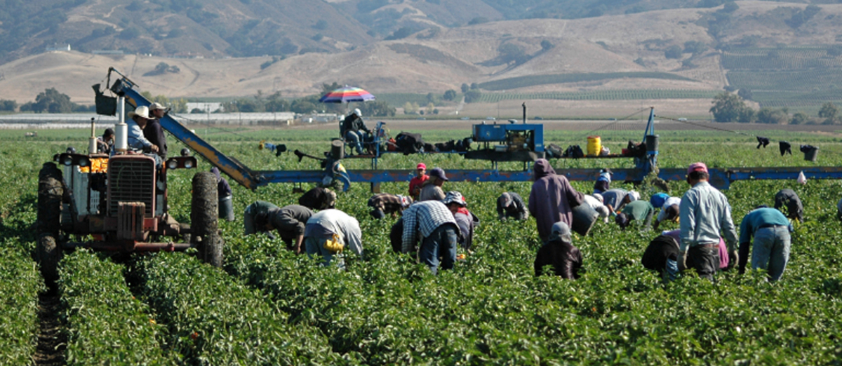 Canadá busca trabajadores agrícolas mexicanos y les ofrece 32 mil pesos mensuales