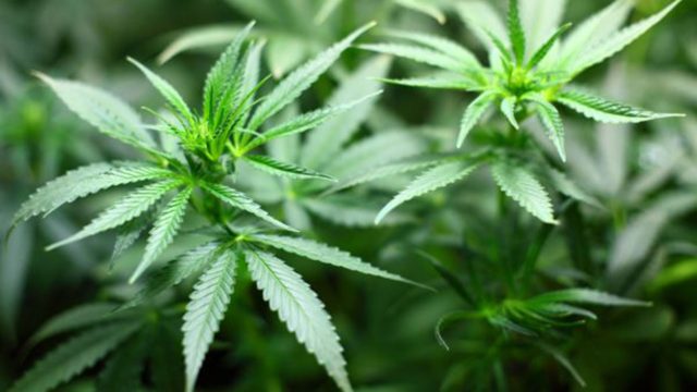 5 de enero de 2020, marihuana, canada, negocio, planta de marihuana (Imagen: Especial)