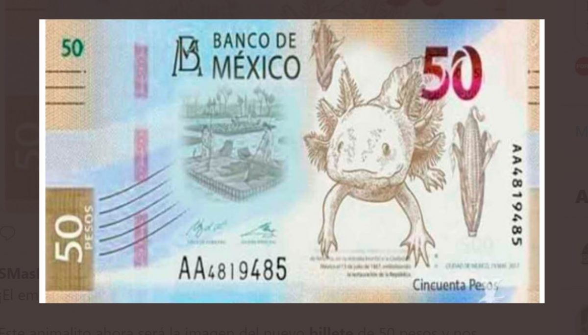 El ajolote será la imagen del nuevo billete de 50 pesos