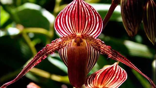 27 de marzo 2020, Precio de la orquídea, Flor, Precio, Orquídea, Exótico