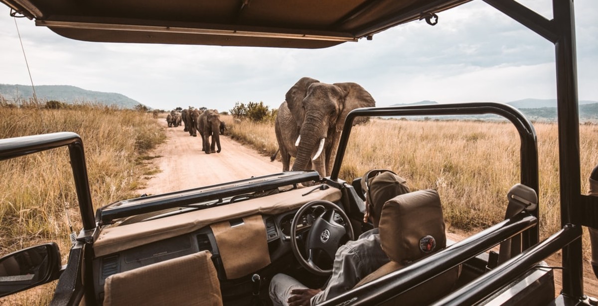 Te decimos cómo puedes disfrutar de un safari sin salir de casa