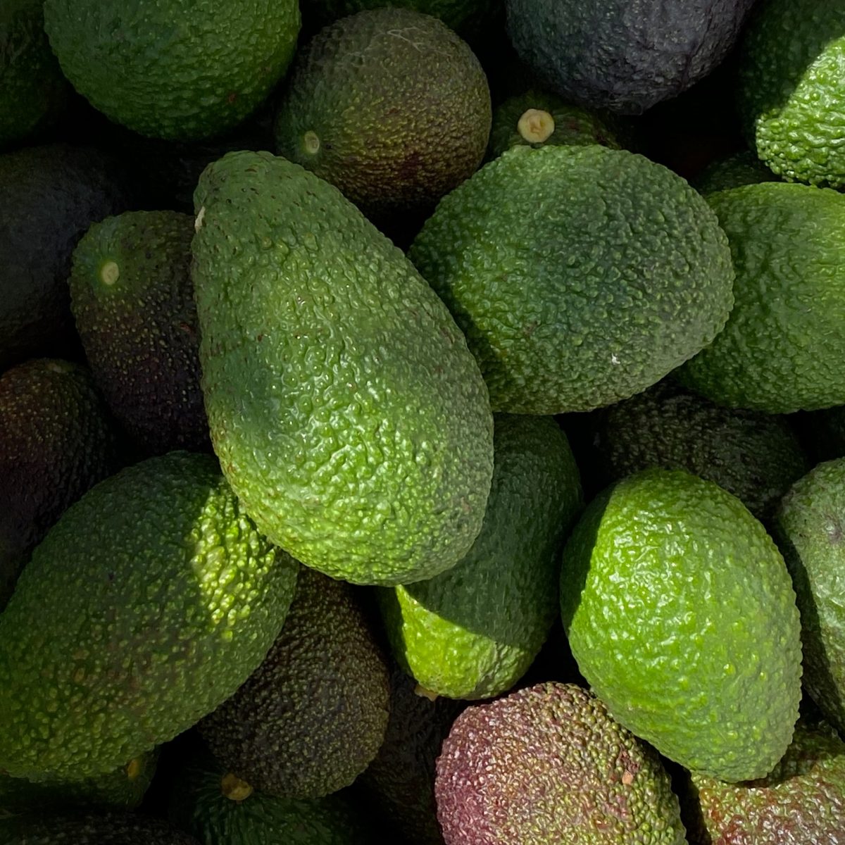 Crece 11% exportación de aguacate mexicano a Estados Unidos