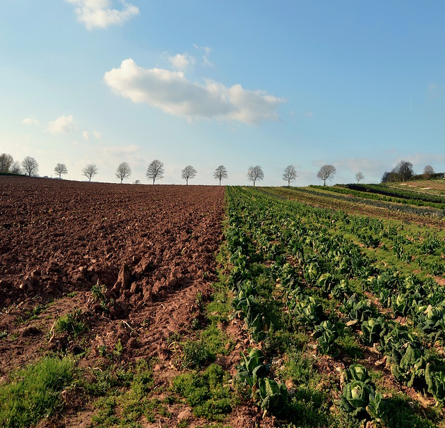Árboles en una granja (Imagen: pixabay)