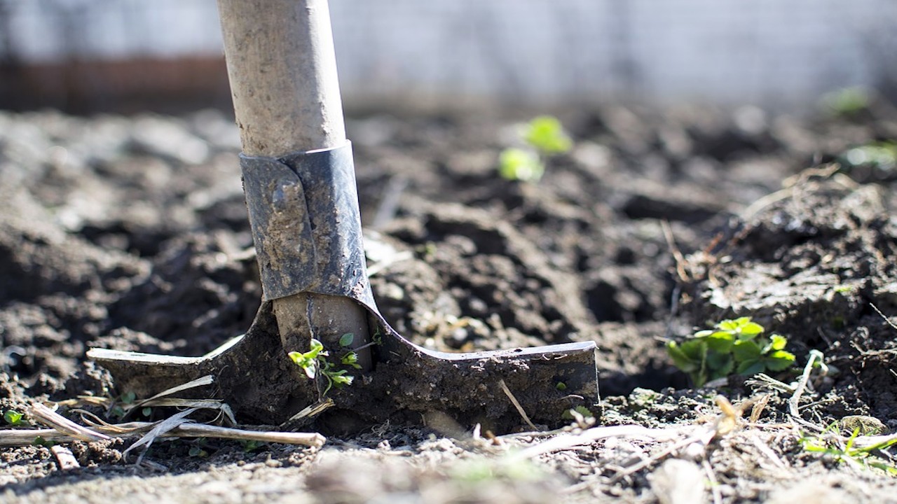 Movilidad laboral no para, México enviará 23 mil jornaleros agrícolas a Canadá y EE.UU.