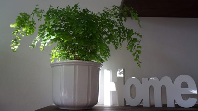 Plantas que puedeas comprar para tu casa en el home office (Imagen: pixabay)