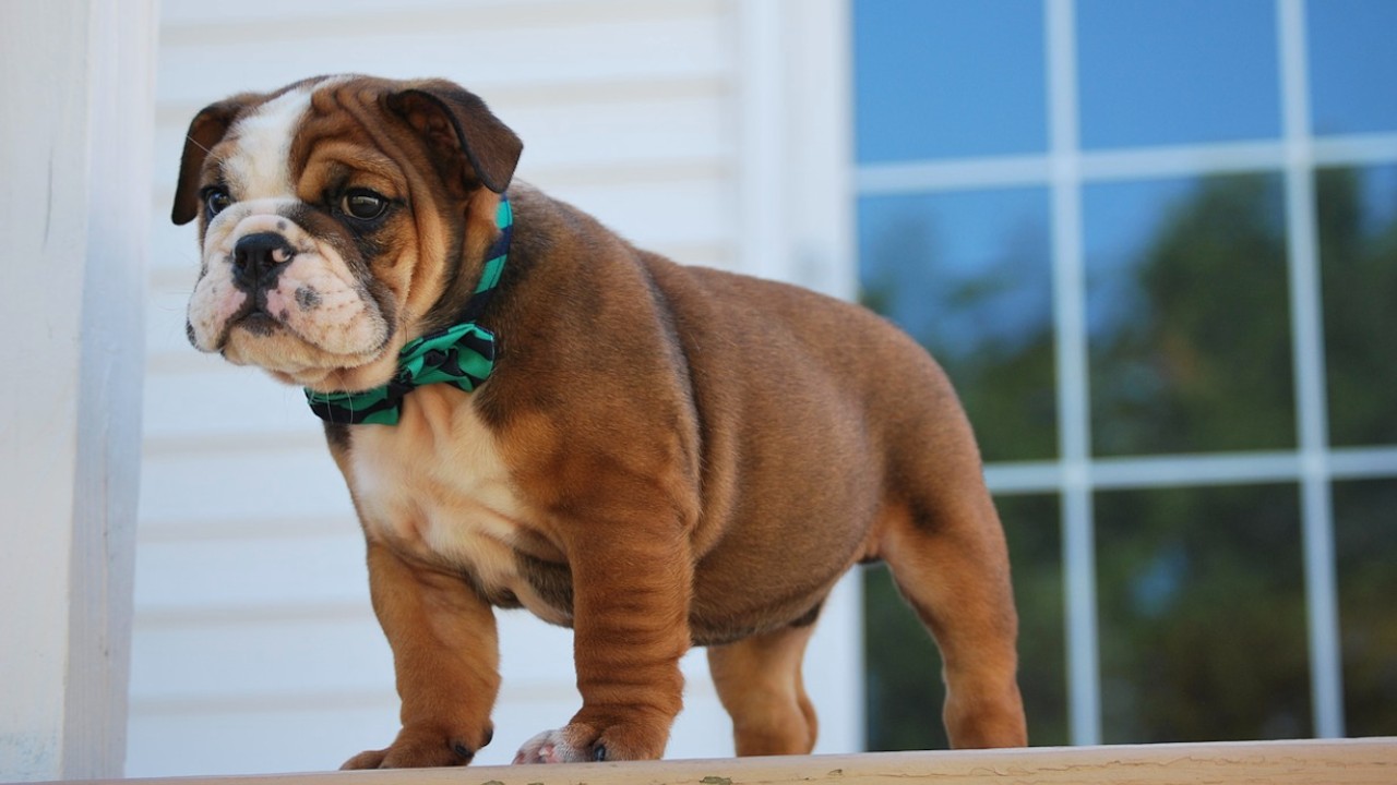 ¿Por qué los bulldogs son de los perros más caros?