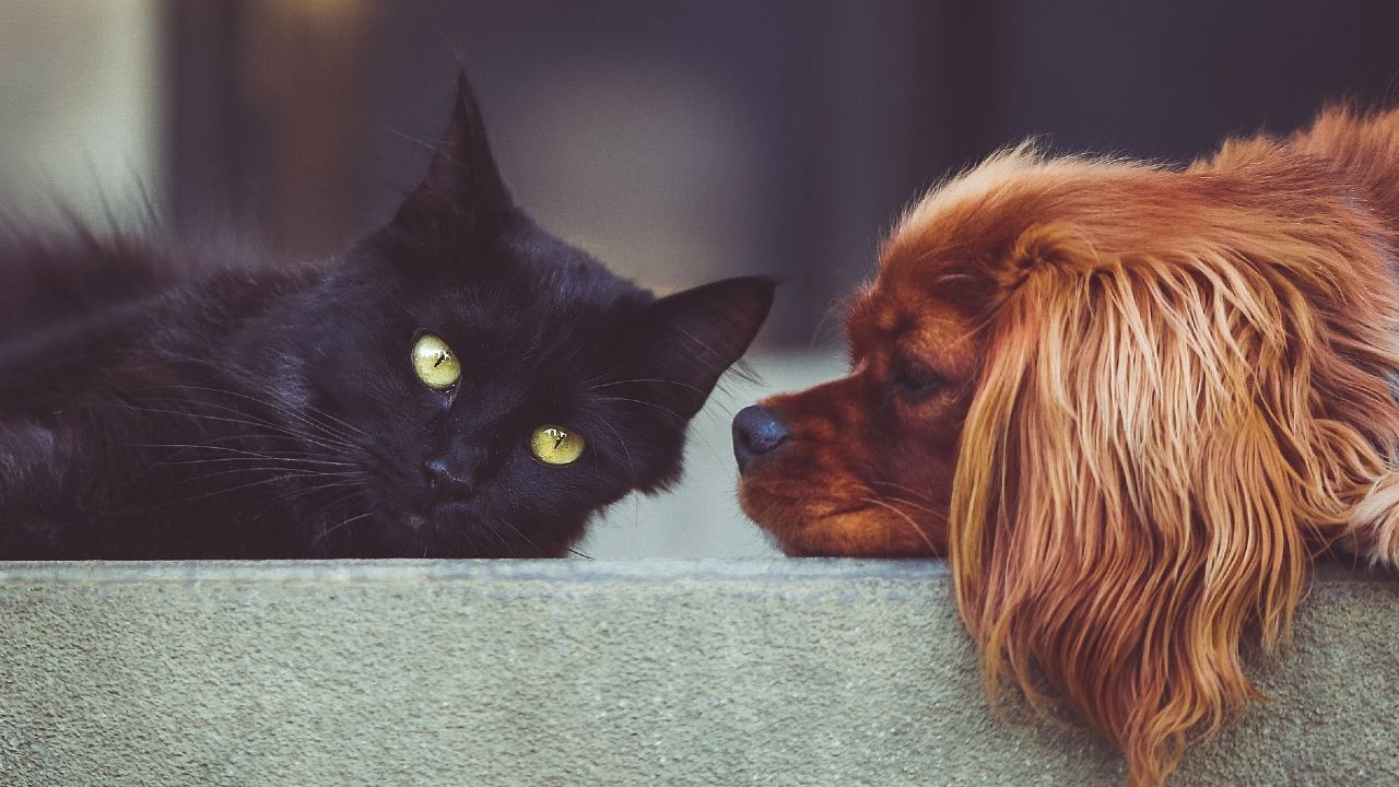 Estos son los gastos que se deben cubrir al tener una mascota