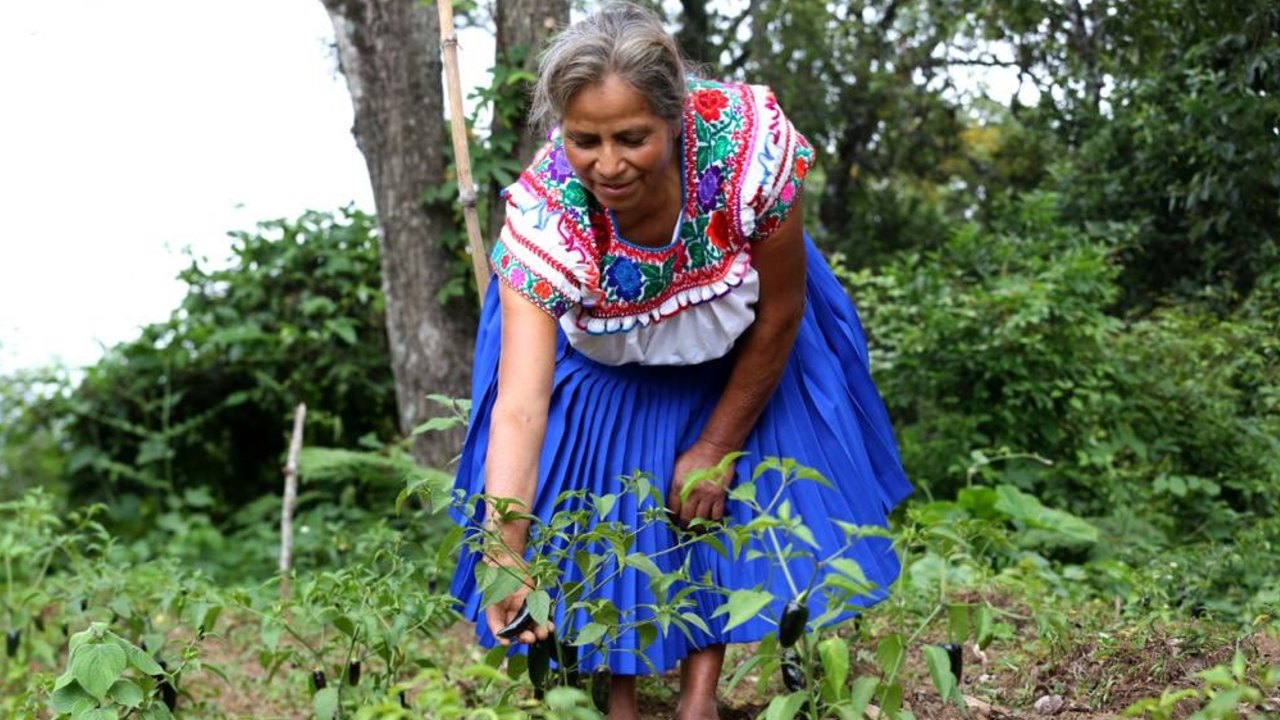 Esta es la fecha de pago de febrero, marzo y abril de Sembrando Vida