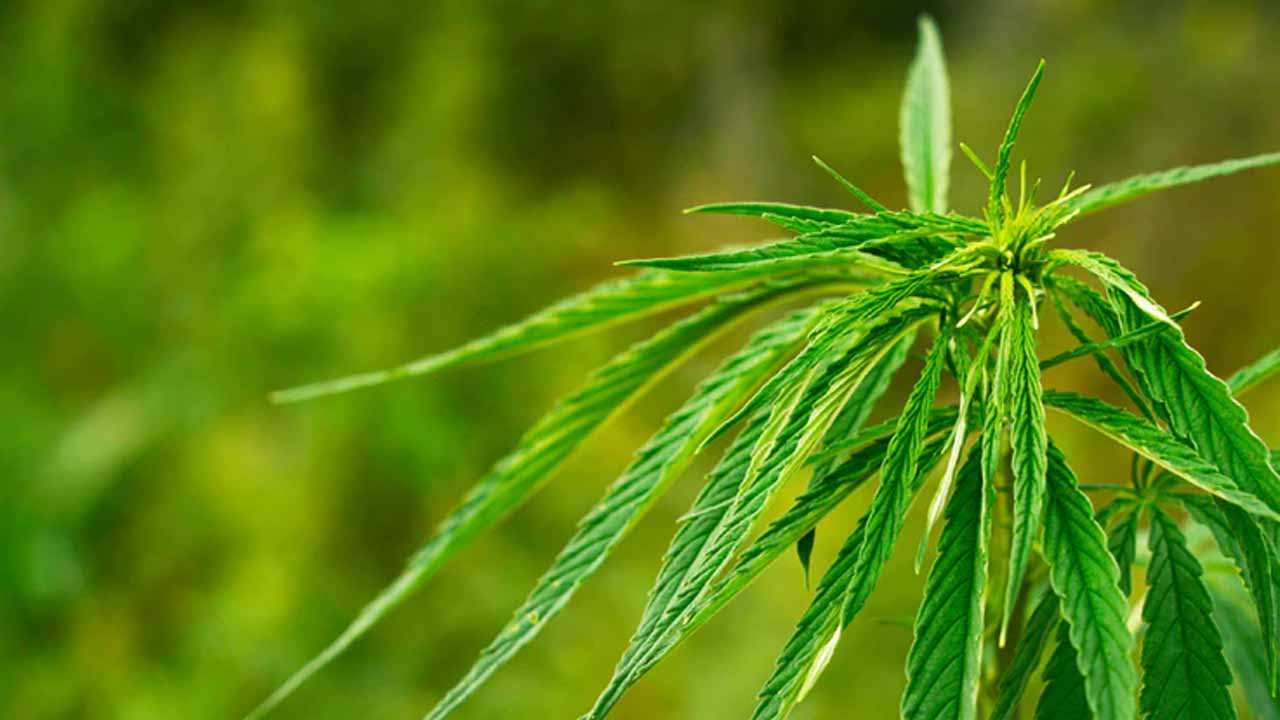 Mercado de la Marihuana en México