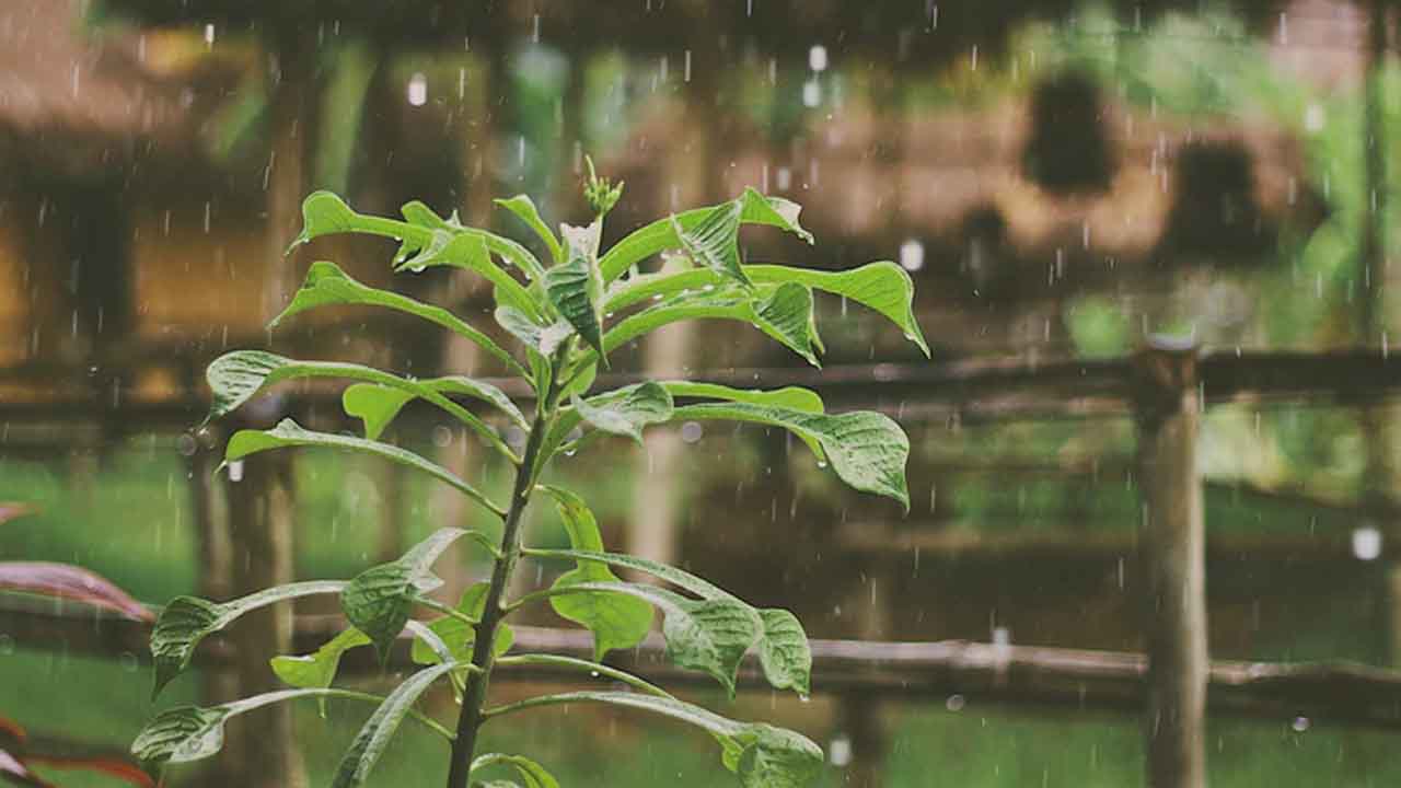 Que no te falte agua: así te inscribes al programa Cosecha de Lluvia
