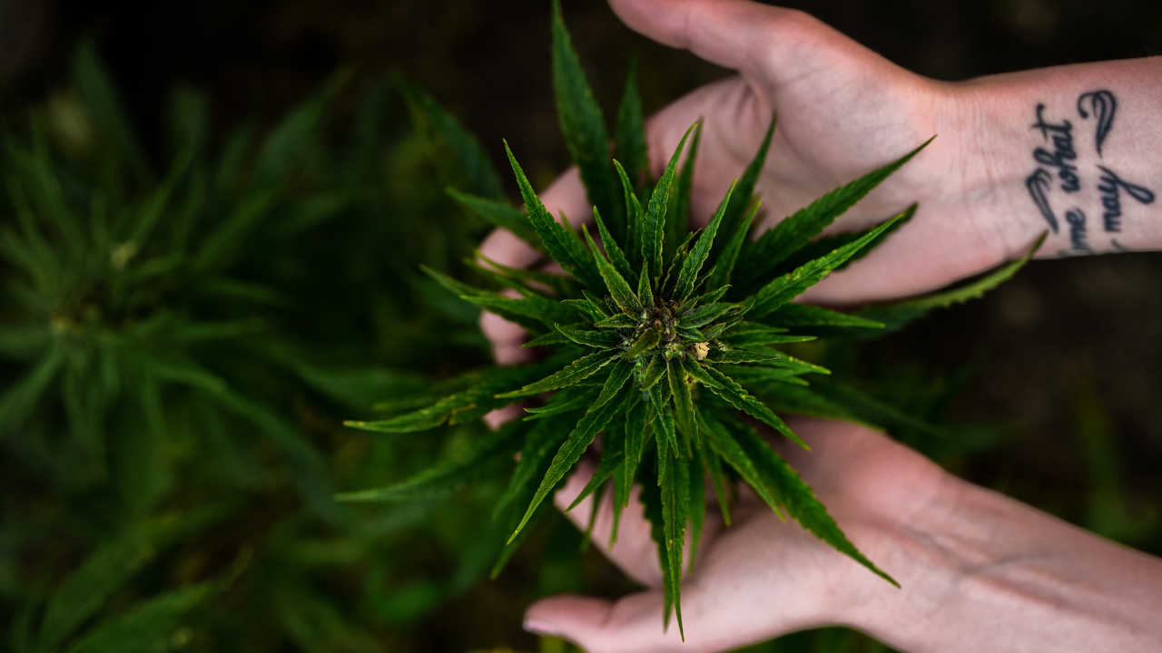 ¿Es posible invertir en Cannabis desde México?