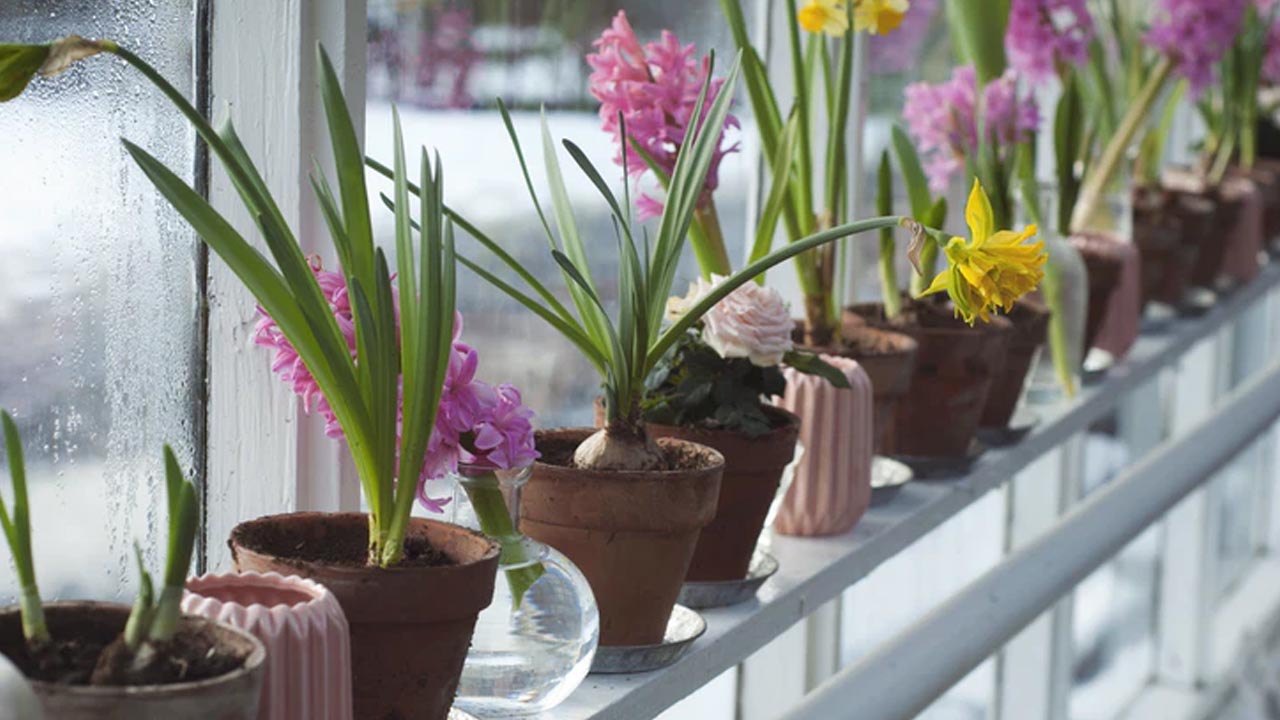 ¿Cómo un jardín para abejas y polinizadores te ahorra dinero?: Sedema