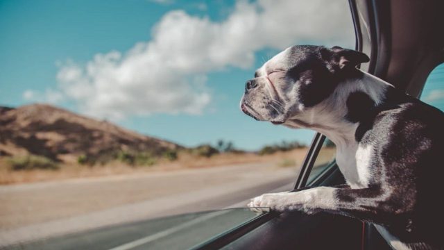 Viajar perros en autos