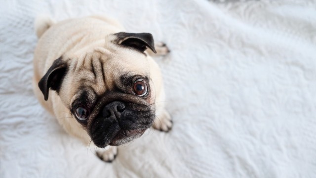 como funciona seguro para razas de perros pequeñas