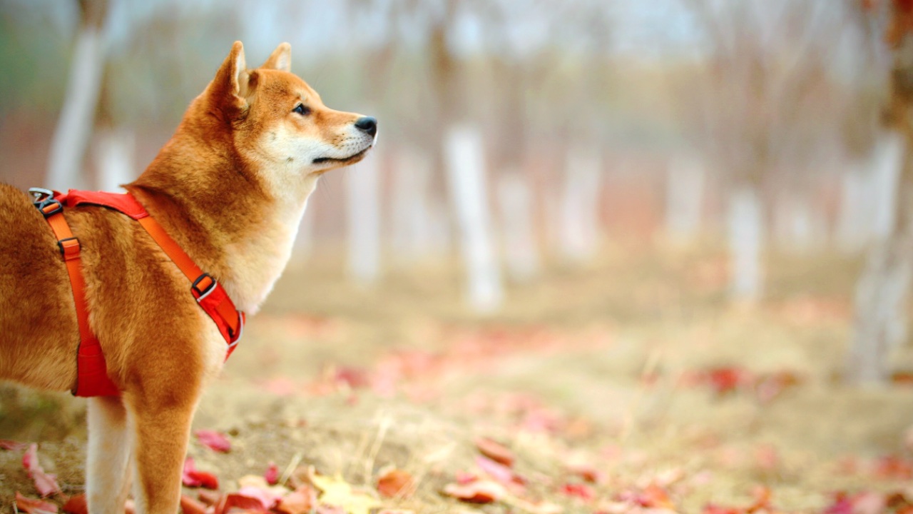 ¡Ahórrate la multa! No levantar las heces de tu mascota podría salirte caro