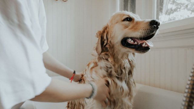 cómo bañar a tu perro