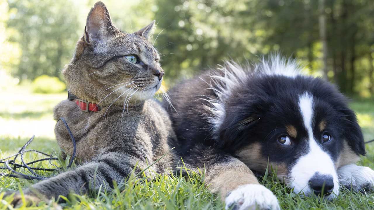 ¿Cómo funciona el Registro Único para Animales de Compañía de la CDMX?