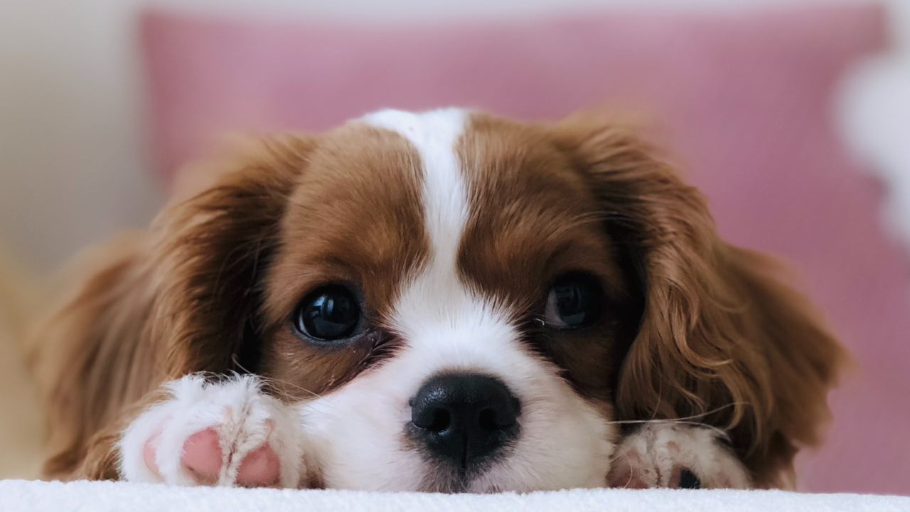 Ganar dinero por consentir a las mascotas, el negocio del futuro