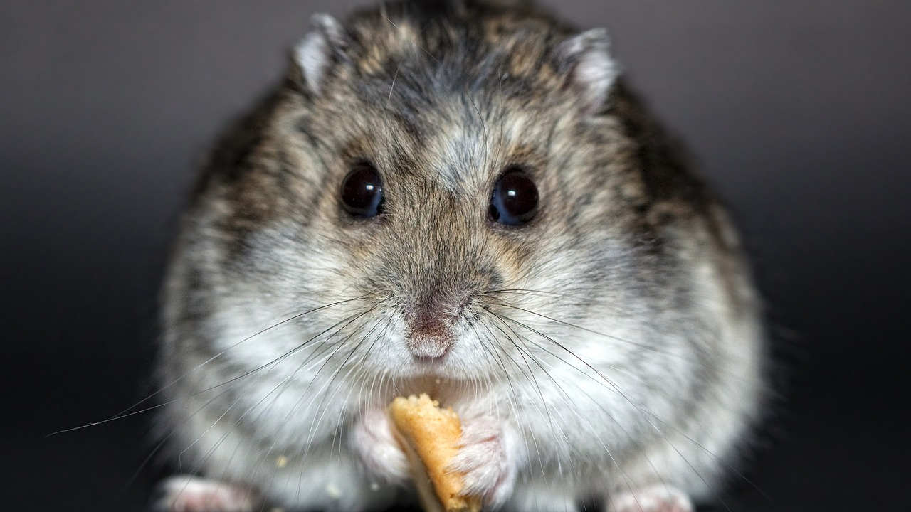 ¿Invertir es tan fácil que un hámster puede hacerlo?