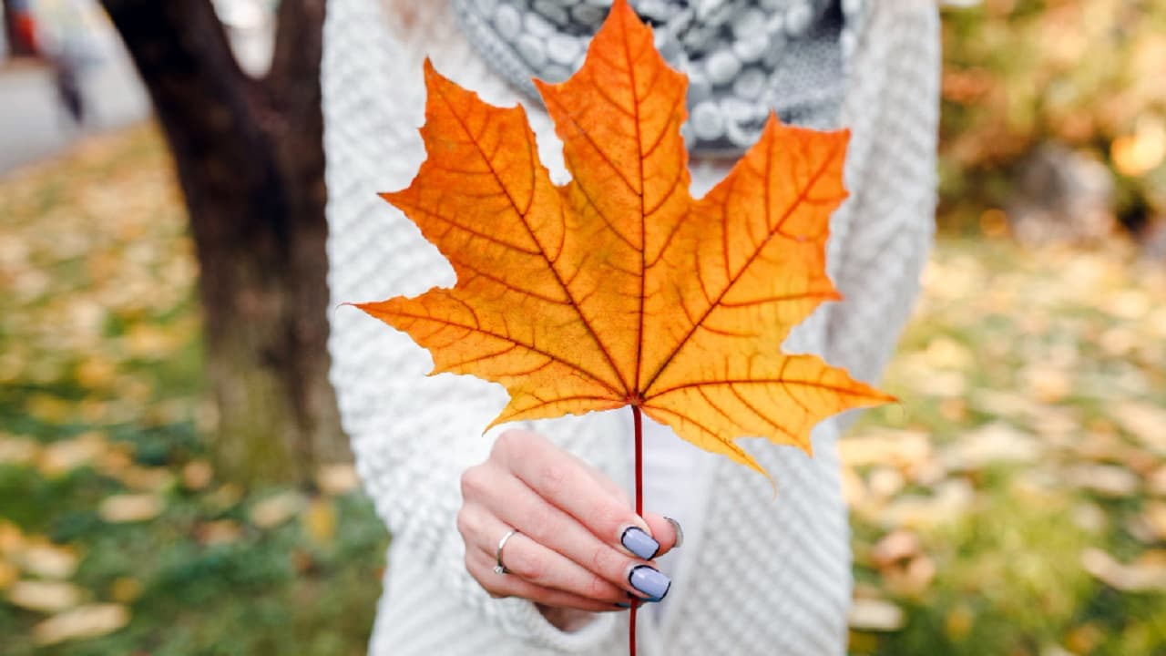 Proceso para solicitar la beca para estudiar en Canadá