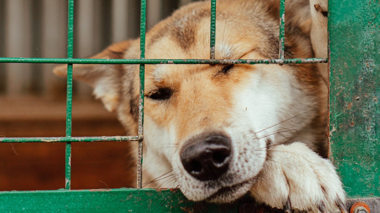 Esta es la multa por maltrato animal en México