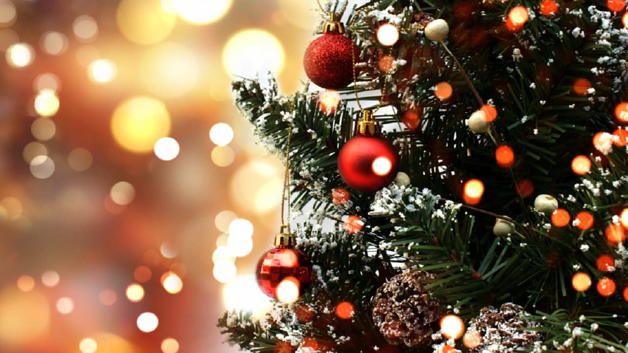 Esto debes toman en cuenta al comprar un árbol de navidad