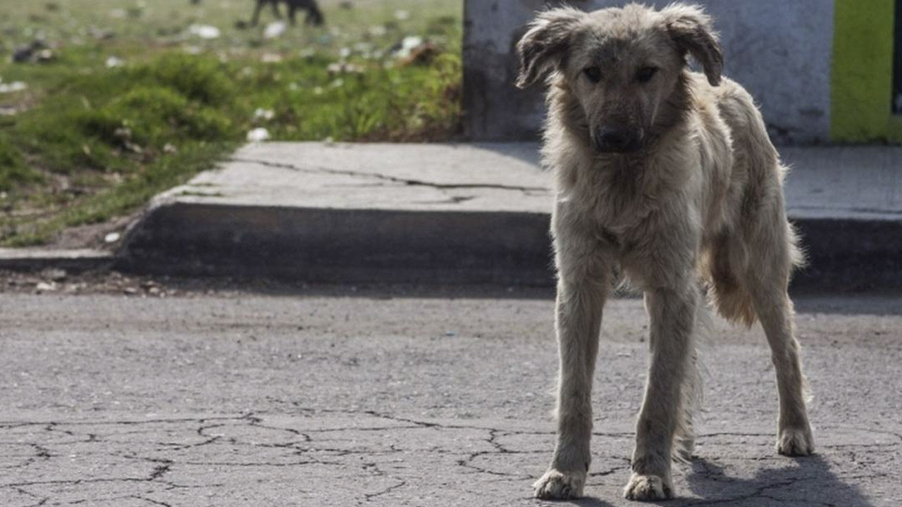 ¿Cuál es la multa por abandonar perros y gatos en la CDMX?