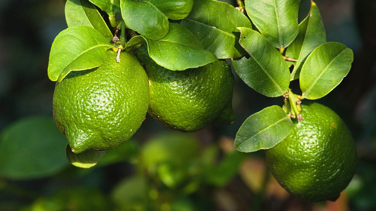 Inflación se sitúa en 7.13% a la primera quincena de enero: Inegi