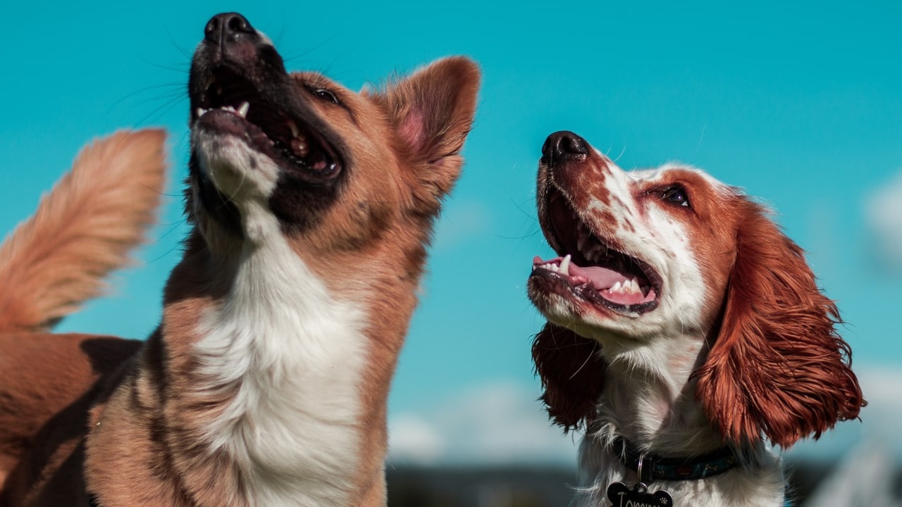 ¿Quieres un perro?, están razas implicarían pocos gastos