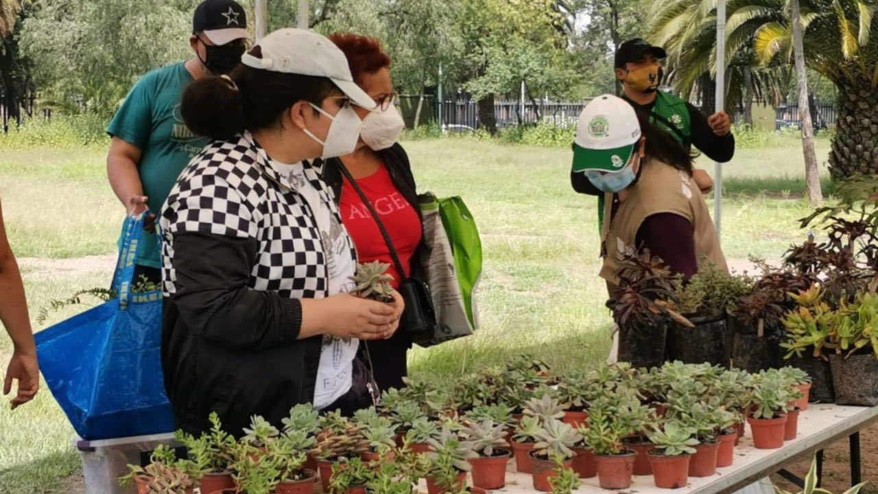Mercado de Trueque: Cambia tu árbol de Navidad por un libro o planta