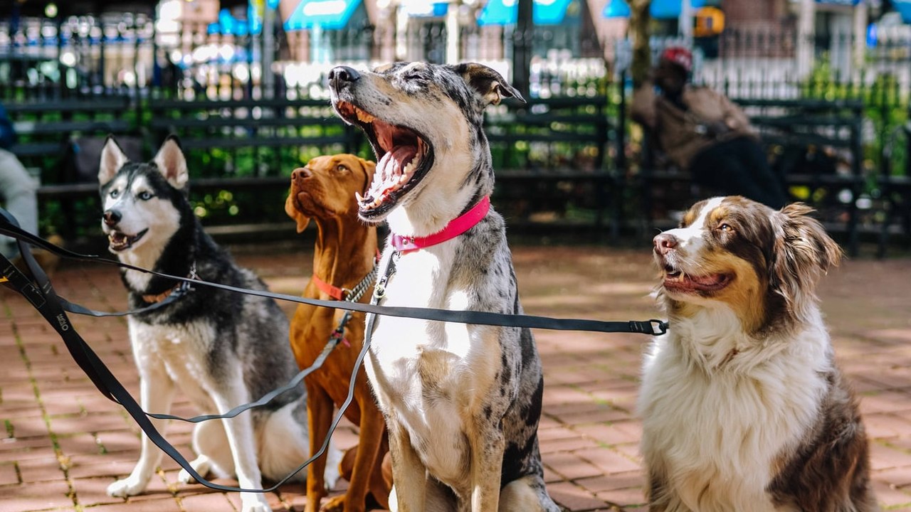 Ahora es posible pagar tus multas de tránsito cuidando perritos, entérate